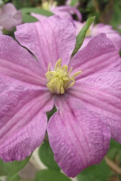 Comtesse De Bouchaud Clematis - 1 Gallon Pot -Plant Promotion Store clematis comtesse de bouchaud 1