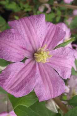 Comtesse De Bouchaud Clematis - 1 Gallon Pot -Plant Promotion Store clematis comtesse de bouchaud 2