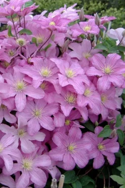 Comtesse De Bouchaud Clematis - 1 Gallon Pot -Plant Promotion Store clematis comtesse de bouchaud 3