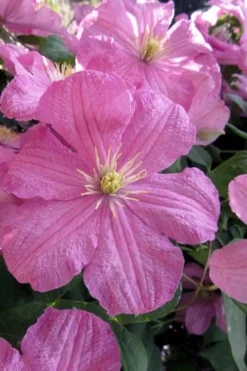 Comtesse De Bouchaud Clematis - 1 Gallon Pot