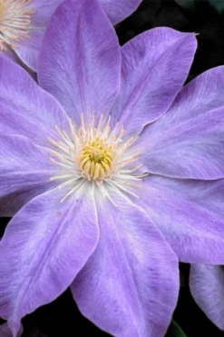 Diana's Delight Clematis - 1 Gallon Pot -Plant Promotion Store clematis dianas delight 1