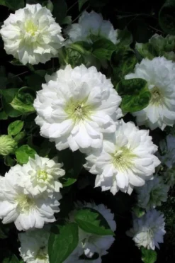 Duchess Of Edinburgh Clematis - 1 Gallon Pot -Plant Promotion Store clematis duchess of edinburgh 7