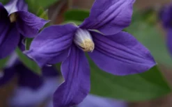 Durandii Clematis - 1 Gallon Pot -Plant Promotion Store clematis durandii 12
