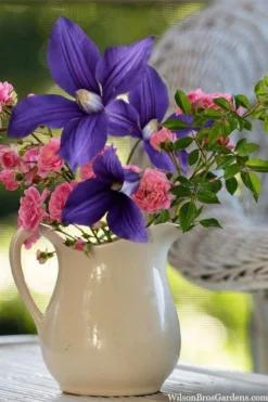 Durandii Clematis - 1 Gallon Pot -Plant Promotion Store clematis durandii 13