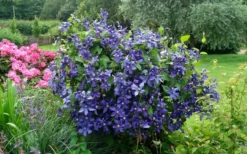 Durandii Clematis - 1 Gallon Pot -Plant Promotion Store clematis durandii 3