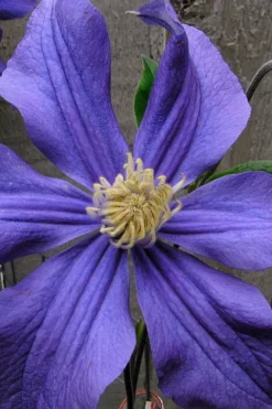 Durandii Clematis - 1 Gallon Pot -Plant Promotion Store clematis durandii 4