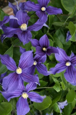 Durandii Clematis - 1 Gallon Pot -Plant Promotion Store clematis durandii 5