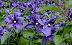 Durandii Clematis - 1 Gallon Pot -Plant Promotion Store clematis durandii 6