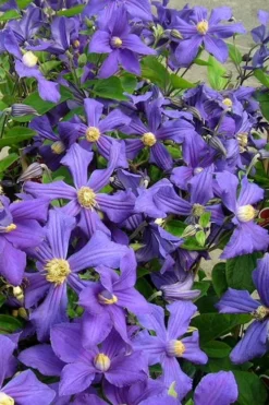 Durandii Clematis - 1 Gallon Pot -Plant Promotion Store clematis durandii 7