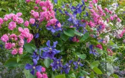 Durandii Clematis - 1 Gallon Pot -Plant Promotion Store clematis durandii 8