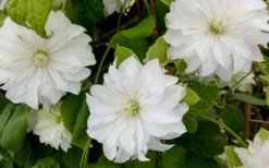 Duchess Of Edinburgh Clematis - 1 Gallon Pot -Plant Promotion Store clematis duschess of edinburgh 3