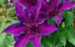 Fleuri Clematis - 1 Gallon Pot -Plant Promotion Store clematis fleuri 10