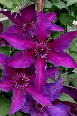 Fleuri Clematis - 1 Gallon Pot -Plant Promotion Store clematis fleuri 11
