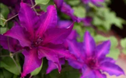 Fleuri Clematis - 1 Gallon Pot -Plant Promotion Store clematis fleuri 19