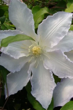 Gillian Blades Clematis - 1 Gallon Pot -Plant Promotion Store clematis gillian blades 5