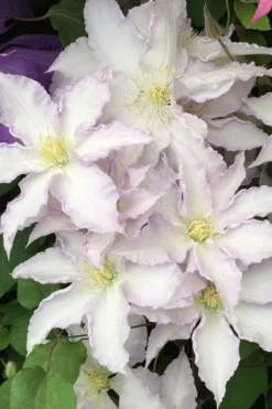 Gillian Blades Clematis - 1 Gallon Pot -Plant Promotion Store clematis gillian blades 500x750 1