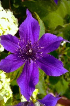 Guiding Promise Clematis - 1 Gallon Pot -Plant Promotion Store clematis guiding promise 1
