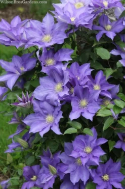 H. F. Young Clematis - 1 Gallon Pot -Plant Promotion Store clematis h f young 13