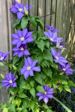 H. F. Young Clematis - 1 Gallon Pot -Plant Promotion Store clematis h f young 5