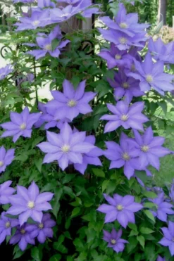 H. F. Young Clematis - 1 Gallon Pot -Plant Promotion Store clematis h f young 9