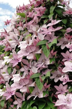 Hagley Hybrid Clematis - 1 Gallon Pot 15 Hagley Hybrid Clematis - 1 Gallon Pot -Plant Promotion Store clematis hagley hybrid 11