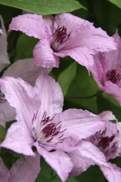 Hagley Hybrid Clematis - 1 Gallon Pot 16 Hagley Hybrid Clematis - 1 Gallon Pot -Plant Promotion Store clematis hagley hybrid 14