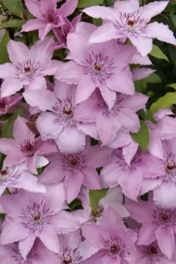 Hagley Hybrid Clematis - 1 Gallon Pot 19 Hagley Hybrid Clematis - 1 Gallon Pot -Plant Promotion Store clematis hagley hybrid 15