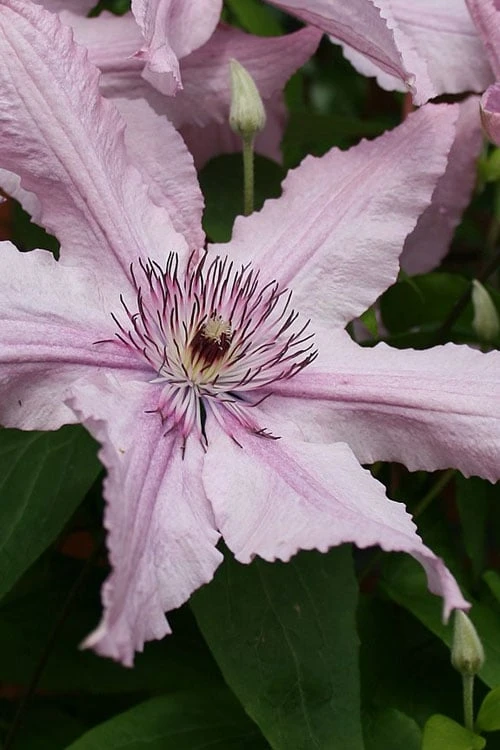 Hagley Hybrid Clematis - 1 Gallon Pot 1 Hagley Hybrid Clematis - 1 Gallon Pot