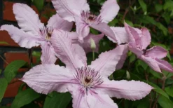 Hagley Hybrid Clematis - 1 Gallon Pot 17 Hagley Hybrid Clematis - 1 Gallon Pot -Plant Promotion Store clematis hagley hybrid 21
