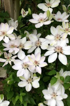 Henryi Clematis - 1 Gallon Pot -Plant Promotion Store clematis henryi 2