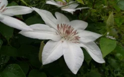 Henryi Clematis - 1 Gallon Pot -Plant Promotion Store clematis henryi 3