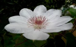 Henryi Clematis - 1 Gallon Pot -Plant Promotion Store clematis henryi 4