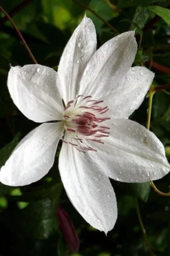 Henryi Clematis - 1 Gallon Pot -Plant Promotion Store clematis henryi 6
