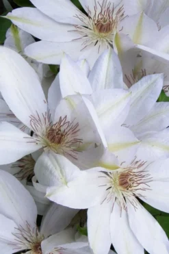 Henryi Clematis - 1 Gallon Pot -Plant Promotion Store clematis henryi 7