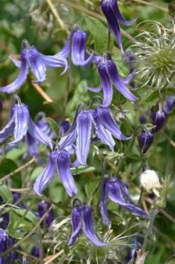 Clematis Integrifolia (Solitary Bush Clematis) - 1 Gallon Pot -Plant Promotion Store clematis integrifolia soiltary bush clematis 4