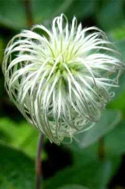 Clematis Integrifolia (Solitary Bush Clematis) - 1 Gallon Pot -Plant Promotion Store clematis integrifolia soiltary bush clematis 6