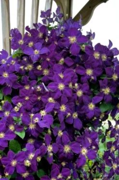 Jakmanii Purple Clematis - 1 Gallon Pot 8 Jakmanii Purple Clematis - 1 Gallon Pot -Plant Promotion Store clematis jackmanii 5