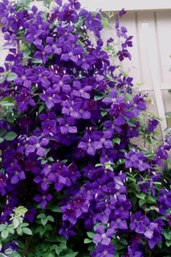 Jakmanii Purple Clematis - 1 Gallon Pot 9 Jakmanii Purple Clematis - 1 Gallon Pot -Plant Promotion Store clematis jackmanii 9