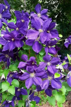 Jackmanii Superba Clematis - 1 Gallon Pot -Plant Promotion Store clematis jackmanii superba 3