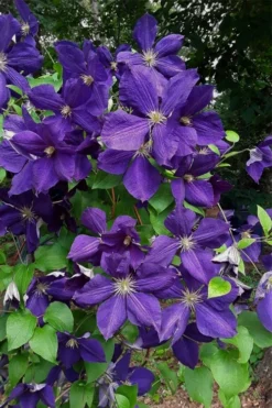 Jackmanii Superba Clematis - 1 Gallon Pot -Plant Promotion Store clematis jackmanii superba 4