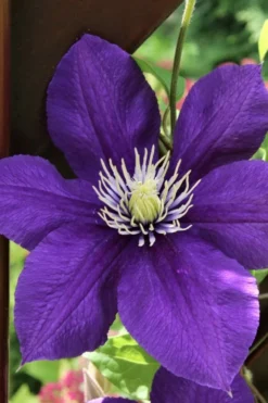 Jackmanii Superba Clematis - 1 Gallon Pot -Plant Promotion Store clematis jackmanii superba 5