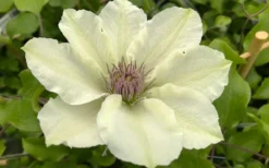 Kitty Clematis - 1 Gallon Pot -Plant Promotion Store clematis kitty 8