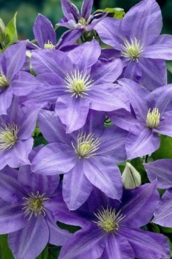 Lady Northcliffe Clematis - 1 Gallon Pot -Plant Promotion Store clematis lady northcliffe 2