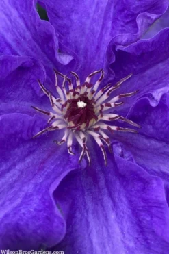 Lindsay Clematis - 1 Gallon Pot -Plant Promotion Store clematis lindsay 5