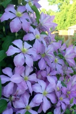 Mrs. Cholmondeley Clematis - 1 Gallon Pot -Plant Promotion Store clematis mrs cholmondeley 8