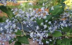 Mrs. Robert Brydon Clematis - 1 Gallon Pot -Plant Promotion Store clematis mrs robert brydon 11