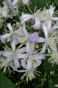 Mrs. Robert Brydon Clematis - 1 Gallon Pot -Plant Promotion Store clematis mrs robert brydon 3