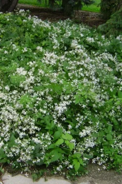 Mrs. Robert Brydon Clematis - 1 Gallon Pot -Plant Promotion Store clematis mrs robert brydon 6