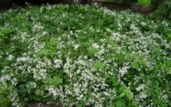 Mrs. Robert Brydon Clematis - 1 Gallon Pot -Plant Promotion Store clematis mrs robert brydon 8