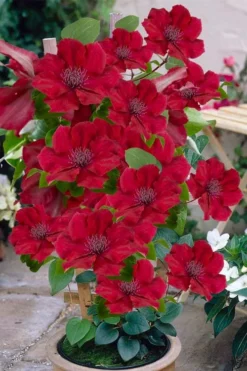Nubia Clematis - 1 Gallon Pot -Plant Promotion Store clematis nubia 3